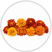 3 in 1 Jasmine Blossom Body Wash