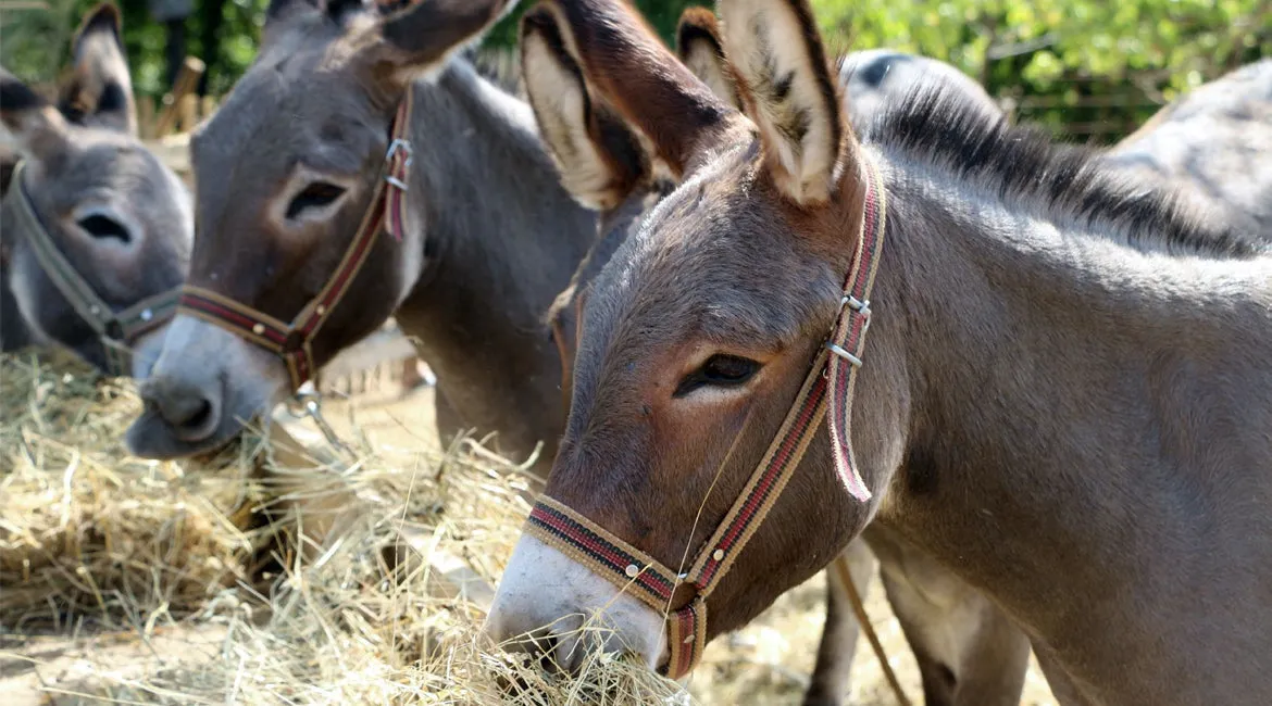 ARTISAN HAND MADE SCENTED DONKEY MILK SOAP