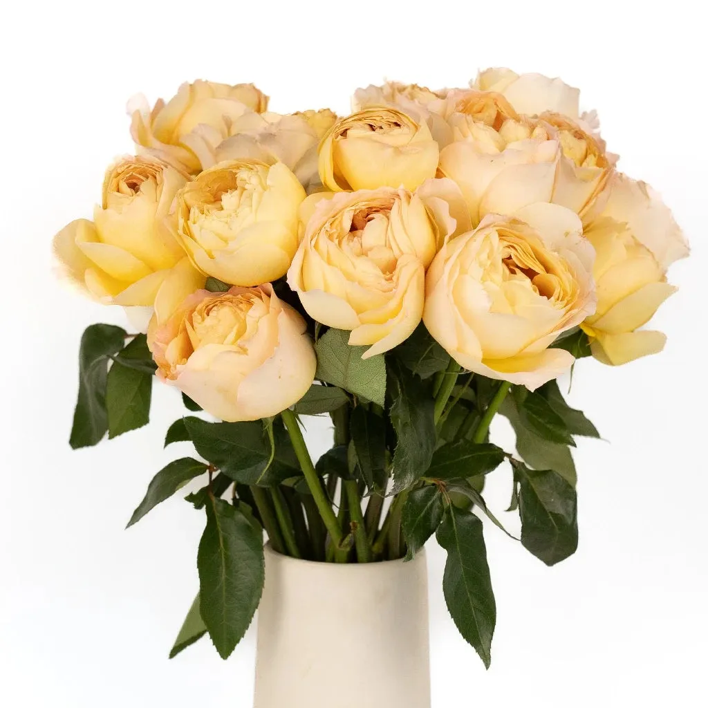 Caramel Antique Garden Rose