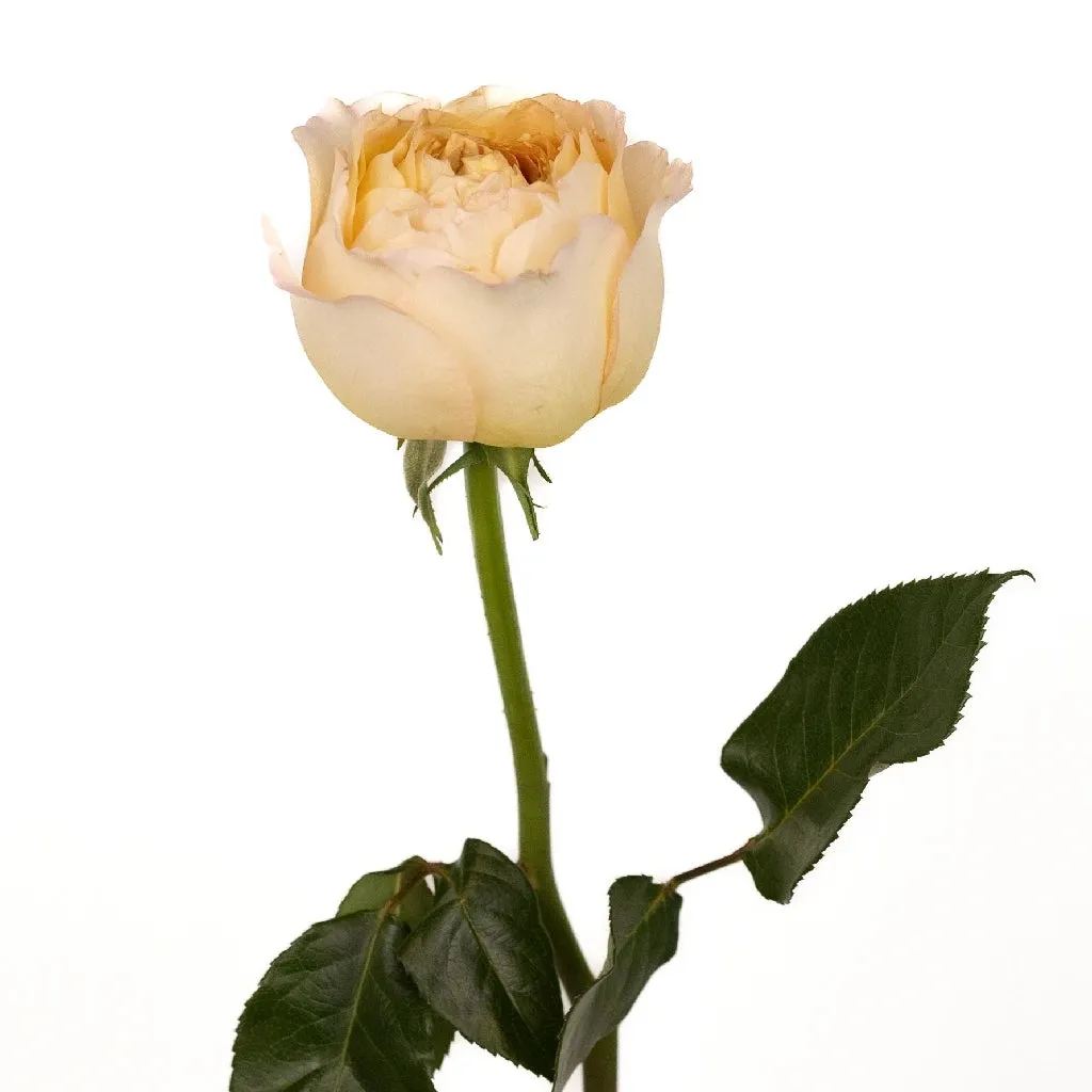 Caramel Antique Garden Rose