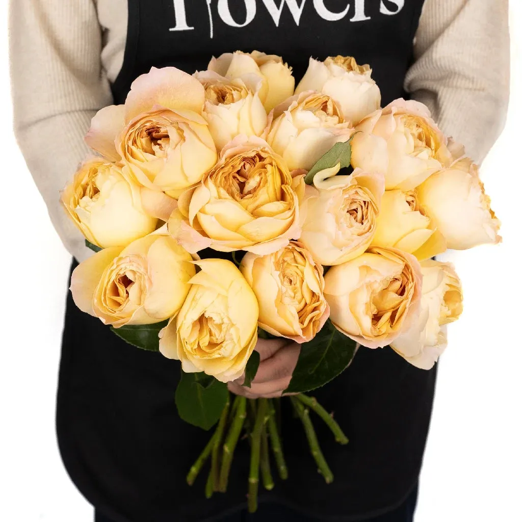 Caramel Antique Garden Rose
