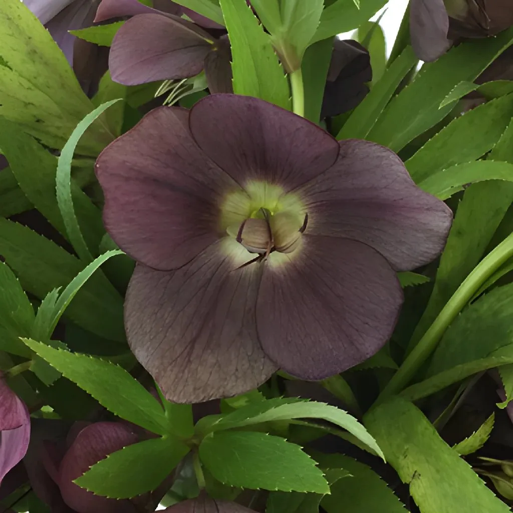 Eggplant Purple Wedding Designer Hellebore Flowers
