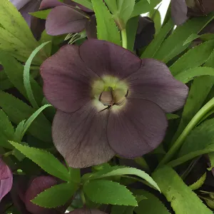Eggplant Purple Wedding Designer Hellebore Flowers