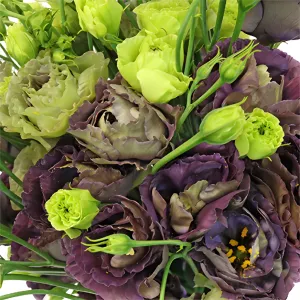 Gothic Romance Lisianthus Flower