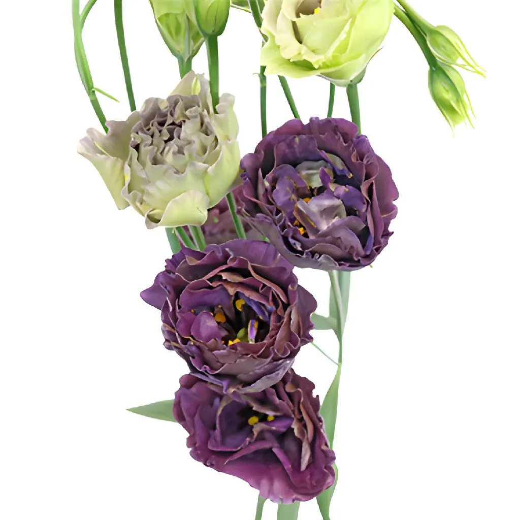 Gothic Romance Lisianthus Flower