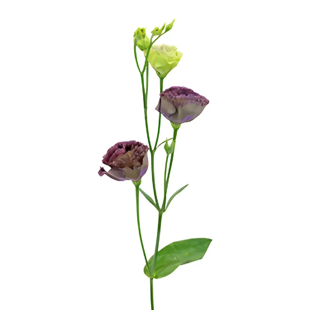 Gothic Romance Lisianthus Flower