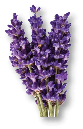 Lavender Nourishing Mousse