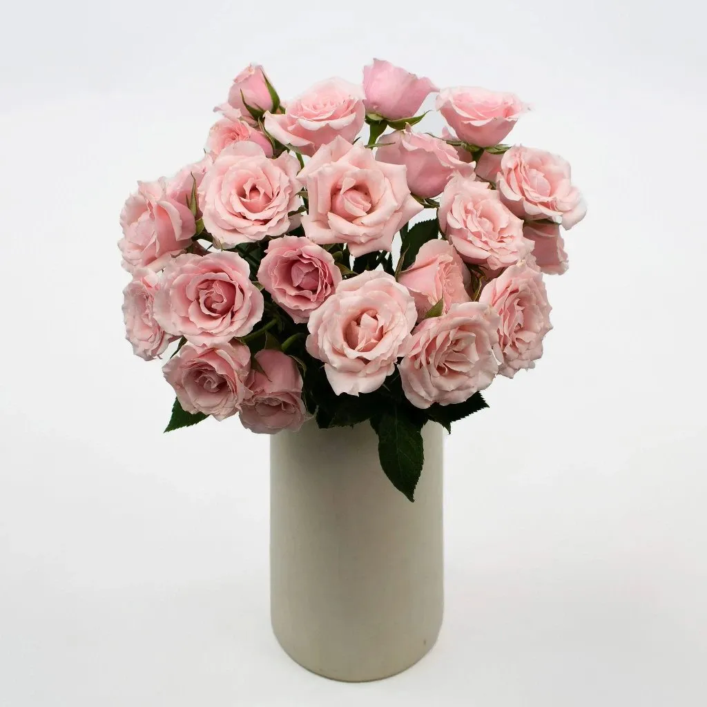 Light Pink Bulk Spray Roses