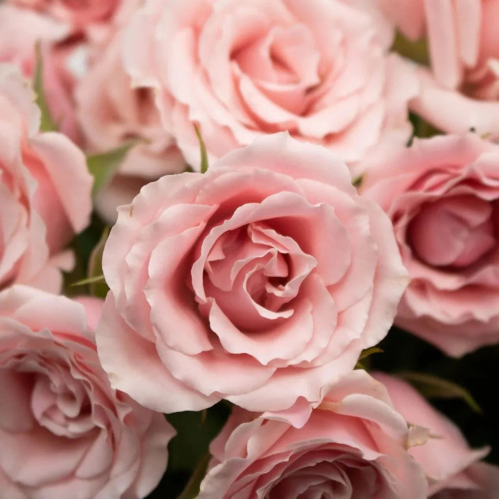 Light Pink Bulk Spray Roses