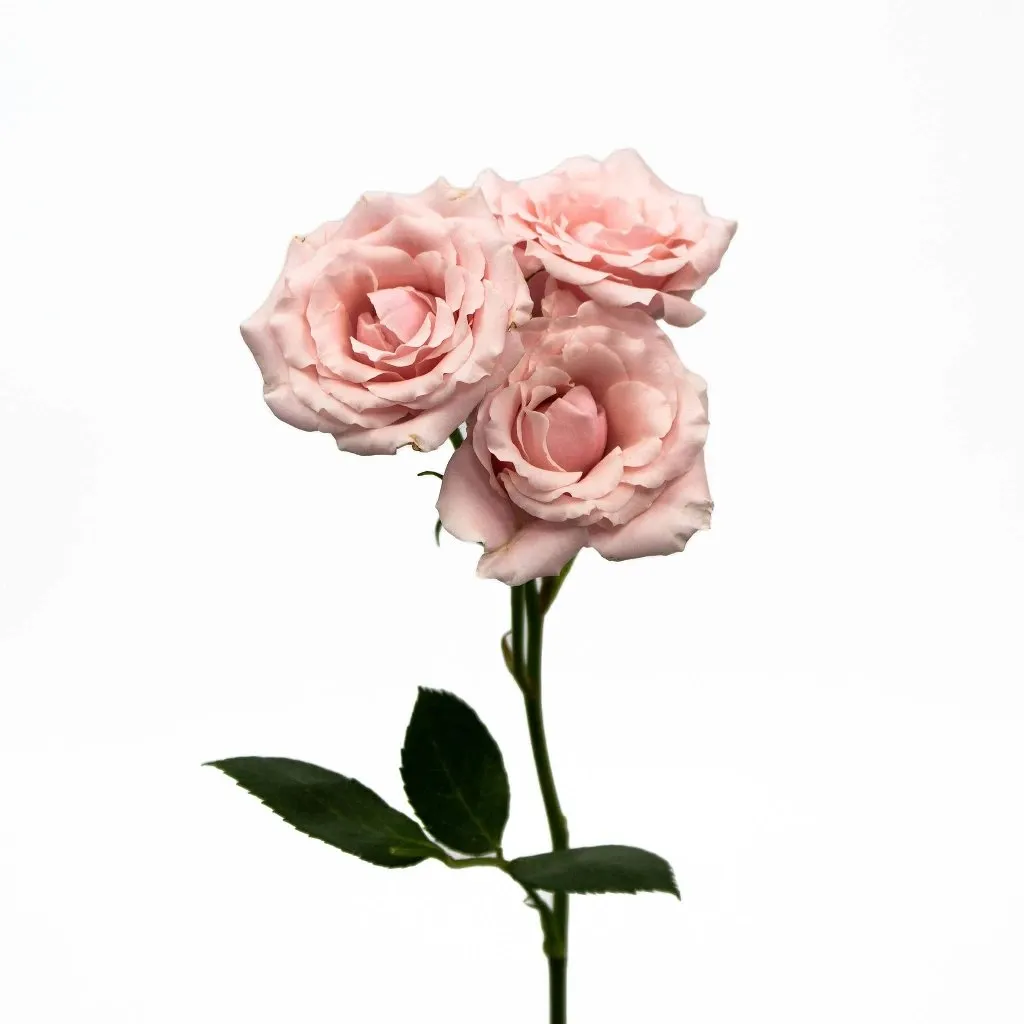Light Pink Bulk Spray Roses
