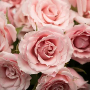 Light Pink Bulk Spray Roses