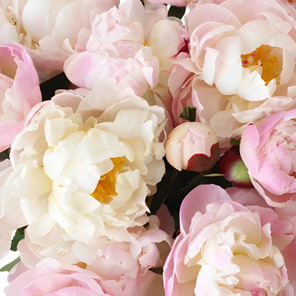 Pecher Peonies for April Delivery
