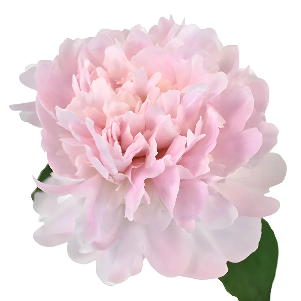 Pecher Peonies for April Delivery