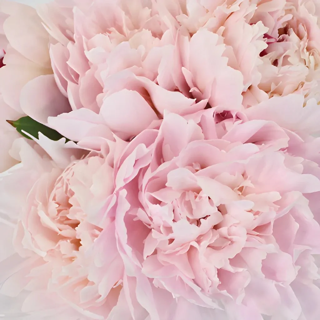 Pecher Peonies for April Delivery