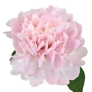Pecher Peonies for April Delivery