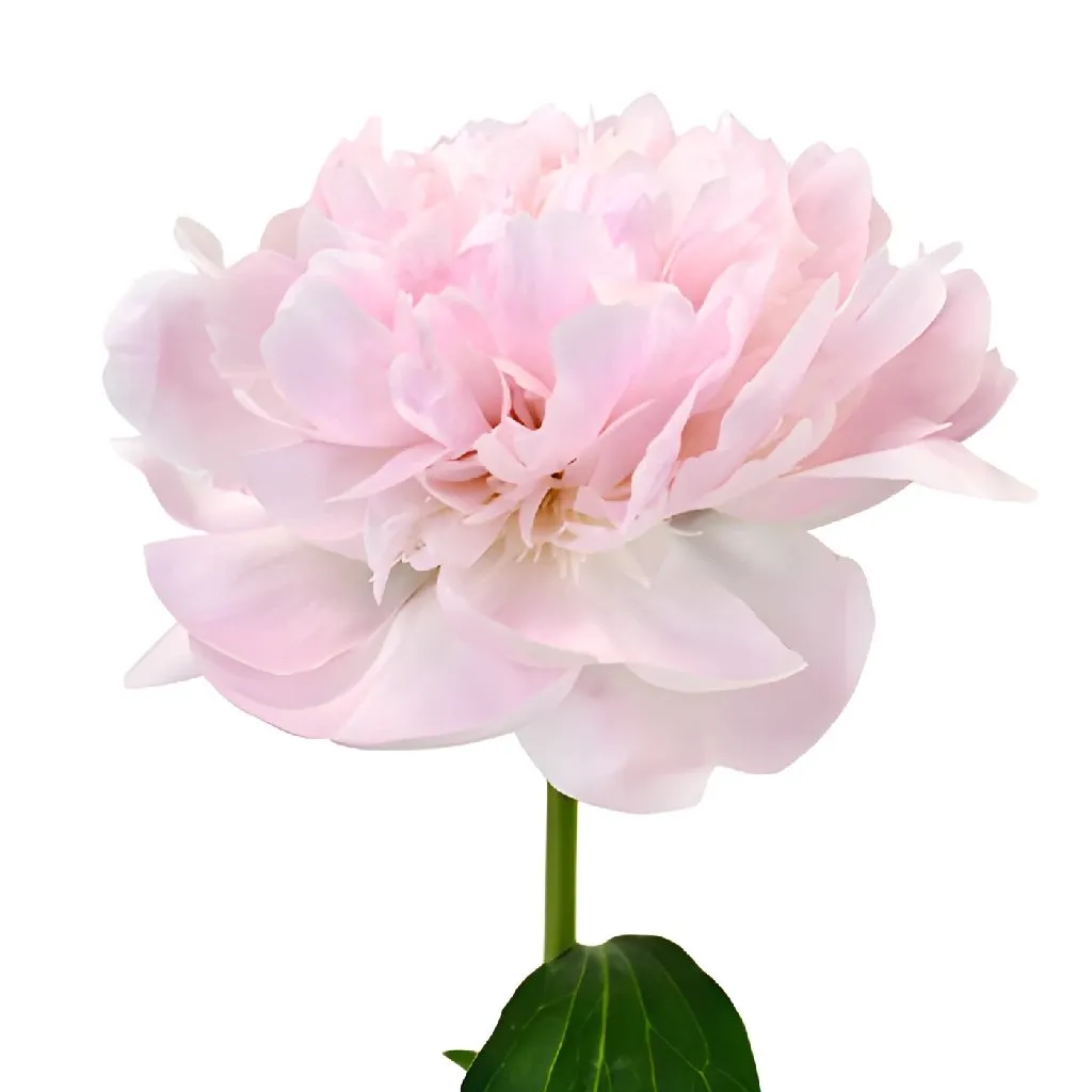 Pecher Peonies for April Delivery