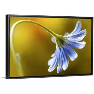 "Cape Daisy" Black Float Frame Canvas Art