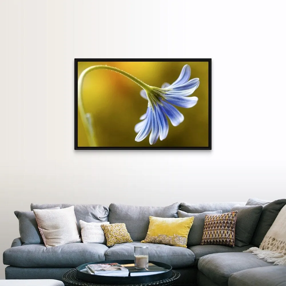 "Cape Daisy" Black Float Frame Canvas Art