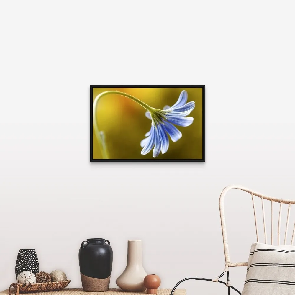 "Cape Daisy" Black Float Frame Canvas Art