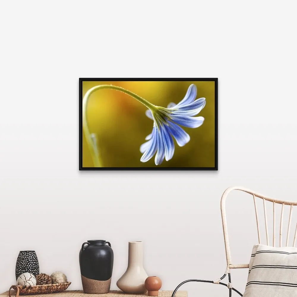 "Cape Daisy" Black Float Frame Canvas Art