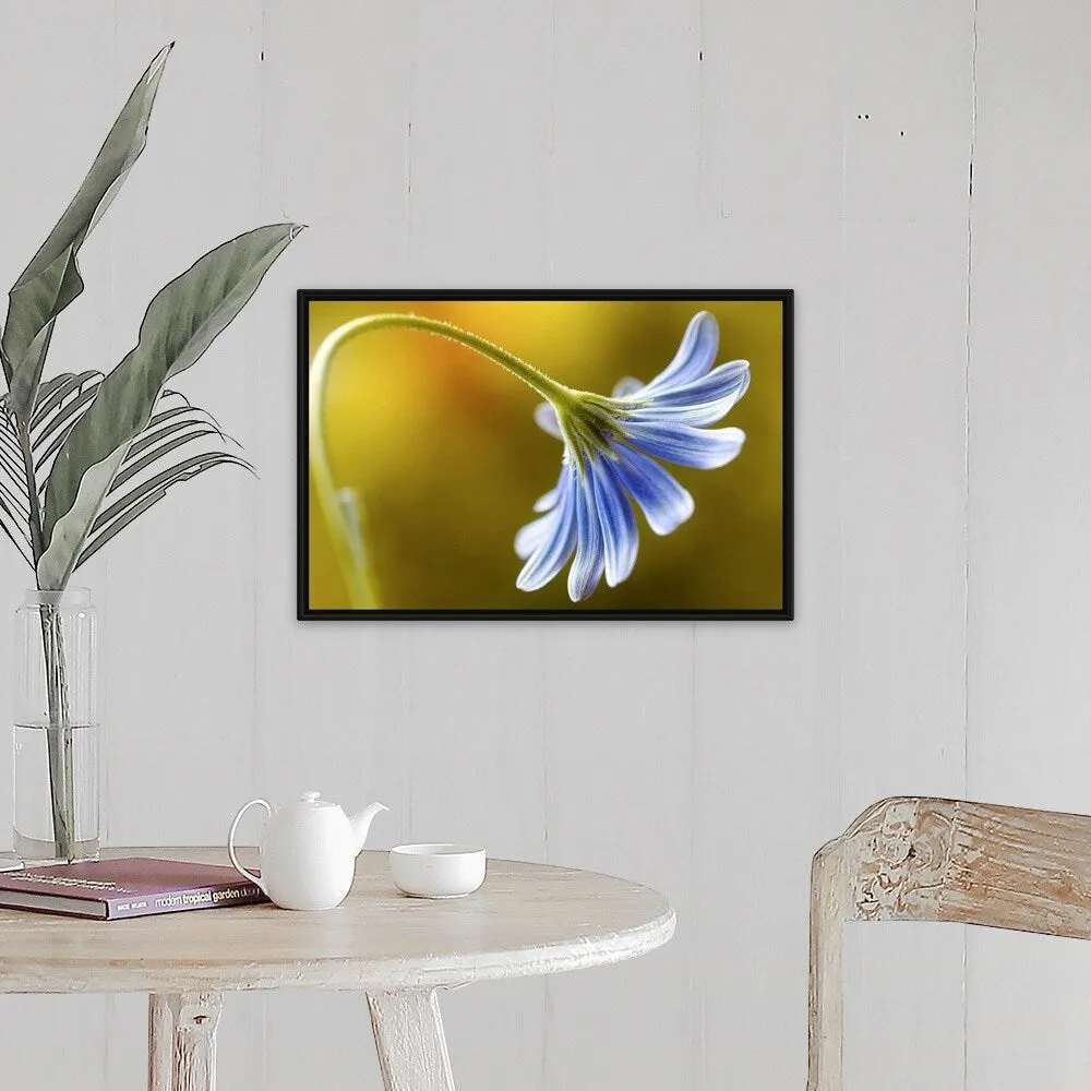 "Cape Daisy" Black Float Frame Canvas Art